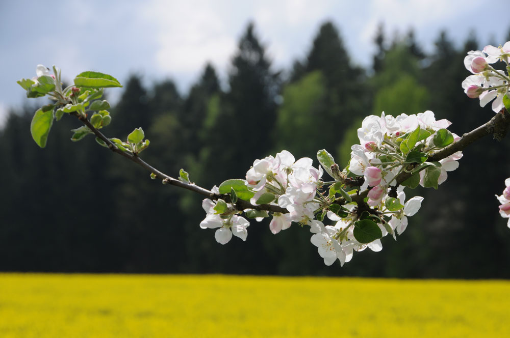 Gutshof Andres Brennerei